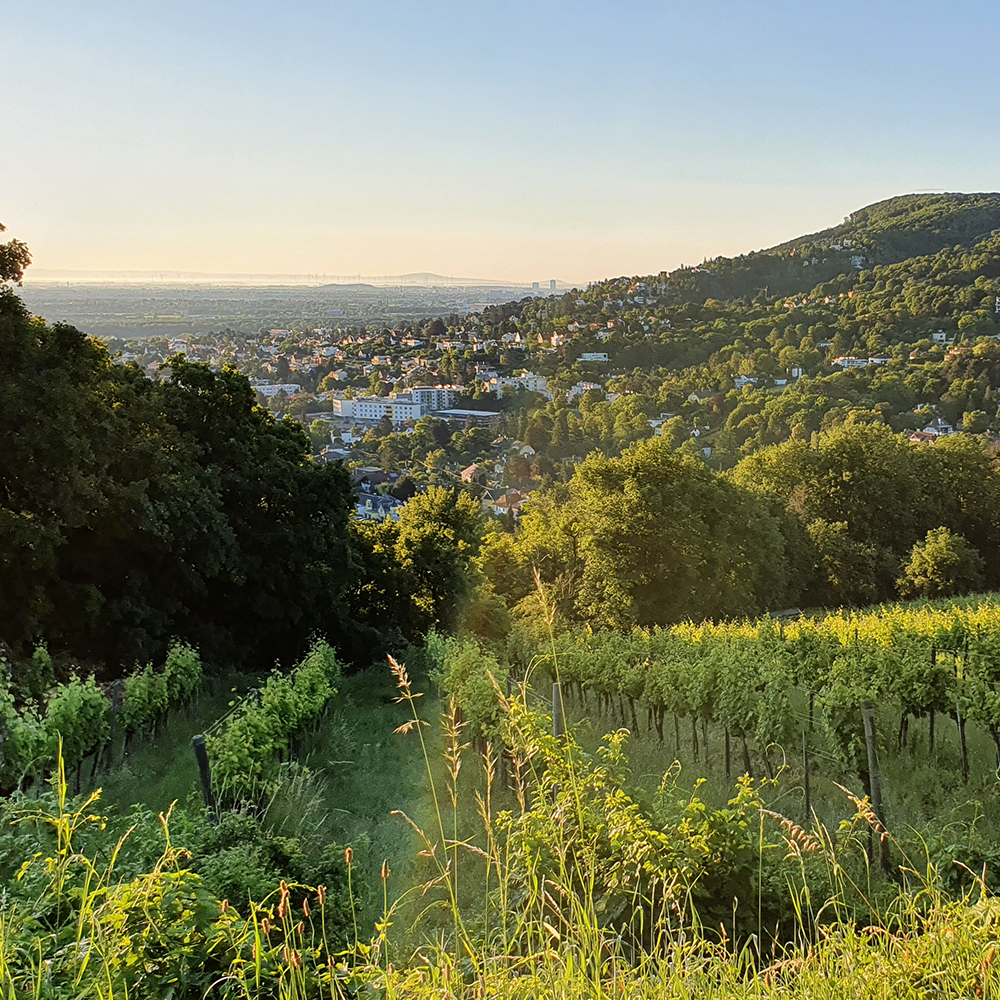 Wien und Karpatenblick